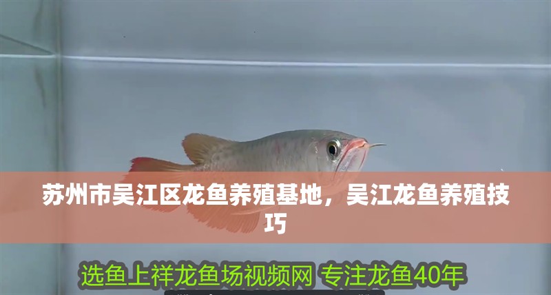 蘇州市吳江區龍魚養殖基地，吳江龍魚養殖技巧
