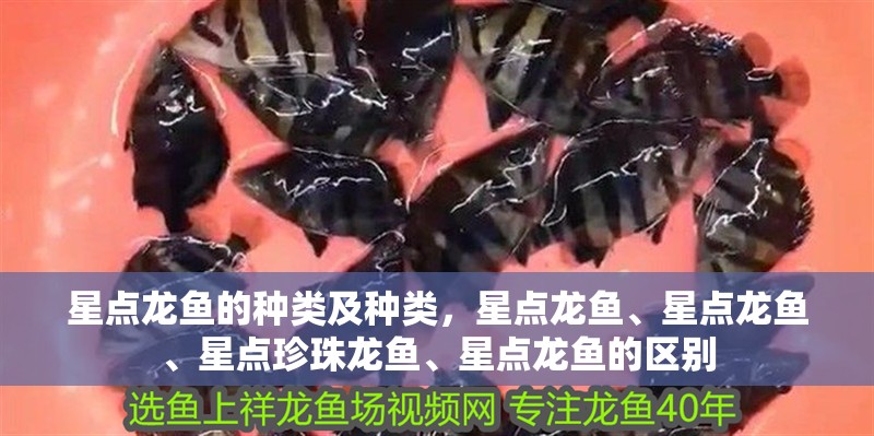 星點龍魚的種類及種類，星點龍魚、星點龍魚、星點珍珠龍魚、星點龍魚的區別