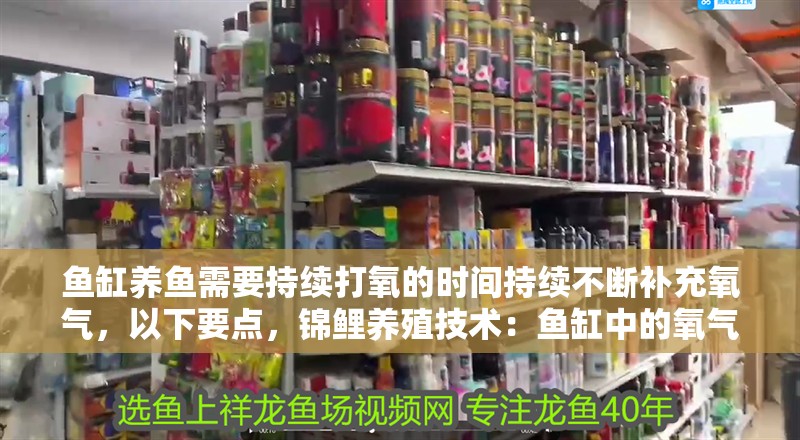 魚缸養魚需要持續打氧的時間持續不斷補充氧氣，以下要點，錦鯉養殖技術：魚缸中的氧氣供應