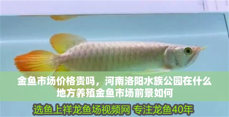 金魚市場價格貴嗎，河南洛陽水族公園在什么地方養(yǎng)殖金魚市場前景如何