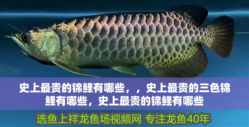 史上最貴的錦鯉有哪些，，史上最貴的三色錦鯉有哪些，史上最貴的錦鯉有哪些