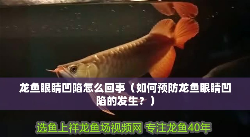 龍魚眼睛凹陷怎么回事（如何預防龍魚眼睛凹陷的發生？） 龍魚眼睛凹陷怎么回事（如何預防龍魚眼睛凹陷的發生？） 觀賞魚百科