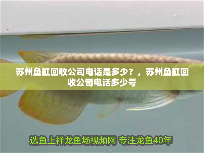 蘇州魚缸回收公司電話是多少？，蘇州魚缸回收公司電話多少號