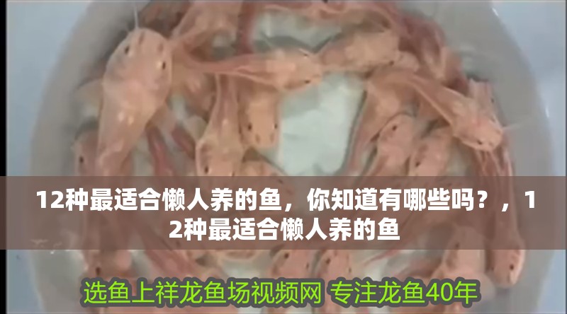 12種最適合懶人養(yǎng)的魚，你知道有哪些嗎？，12種最適合懶人養(yǎng)的魚
