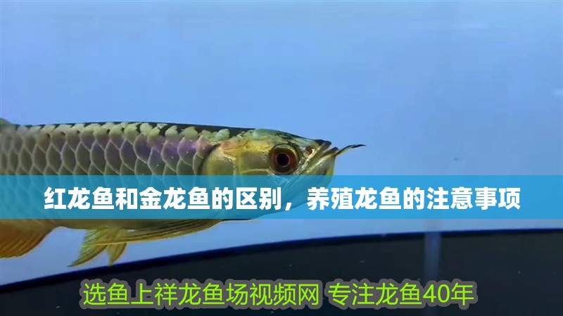 紅龍魚和金龍魚的區(qū)別，養(yǎng)殖龍魚的注意事項