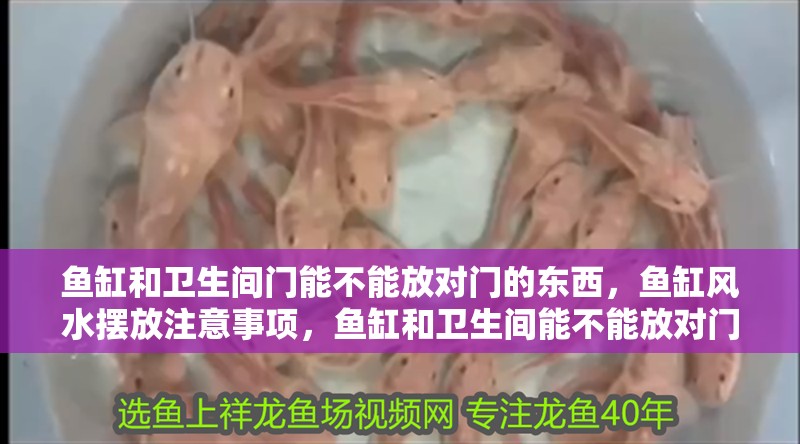 魚缸和衛(wèi)生間門能不能放對門的東西，魚缸風(fēng)水?dāng)[放注意事項，魚缸和衛(wèi)生間能不能放對門的東西