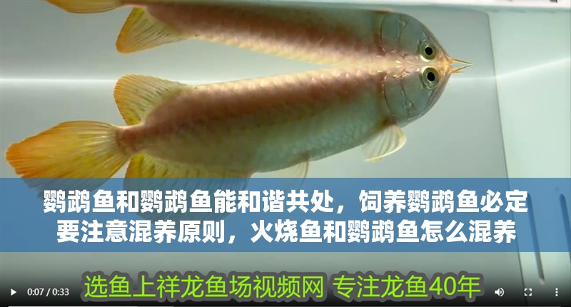 鸚鵡魚和鸚鵡魚能和諧共處，飼養(yǎng)鸚鵡魚必定要注意混養(yǎng)原則，火燒魚和鸚鵡魚怎么混養(yǎng)