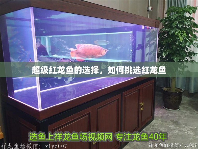 超級紅龍魚的選擇，如何挑選紅龍魚 超級紅龍魚的選擇，如何挑選紅龍魚 觀賞魚百科 第2張