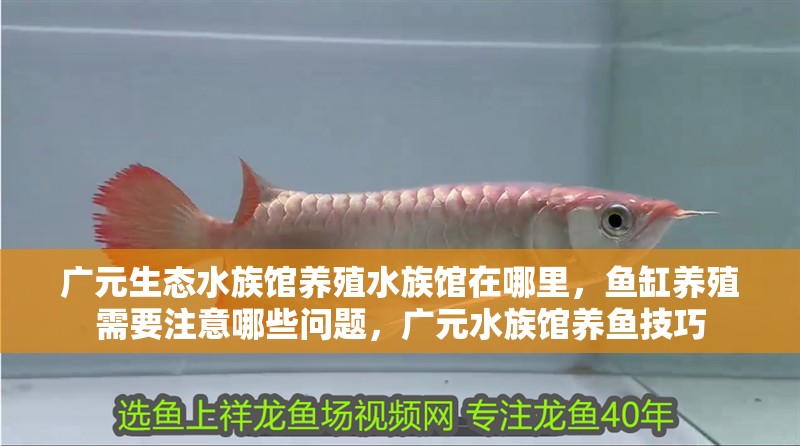 廣元生態水族館養殖水族館在哪里，魚缸養殖需要注意哪些問題，廣元水族館養魚技巧 廣元生態水族館養殖水族館在哪里，魚缸養殖需要注意哪些問題，廣元水族館養魚技巧 觀賞魚百科 第2張