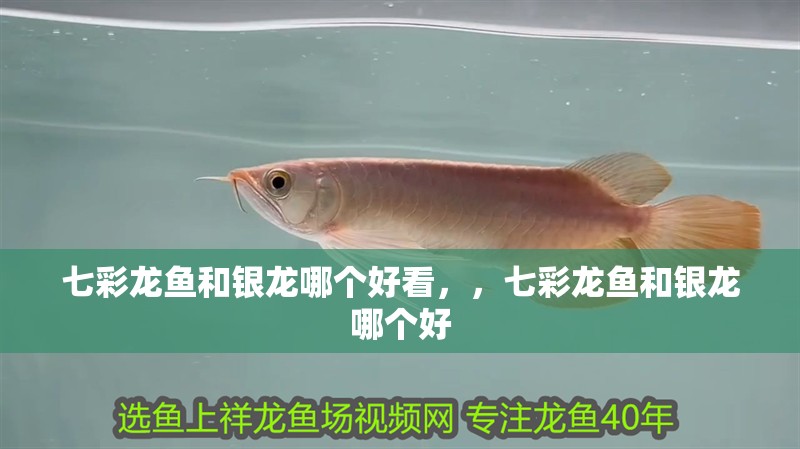 七彩龍魚和銀龍哪個好看，，七彩龍魚和銀龍哪個好