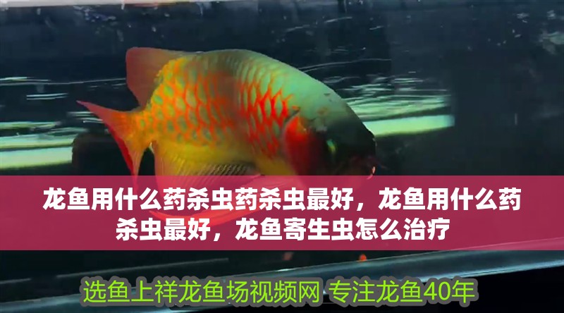 龍魚用什么藥殺蟲藥殺蟲最好，龍魚用什么藥殺蟲最好，龍魚寄生蟲怎么治療