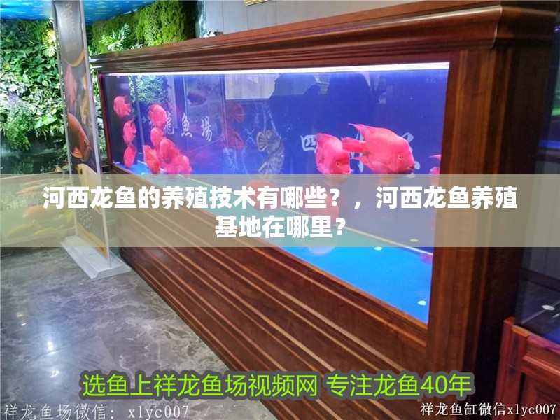 河西龍魚的養殖技術有哪些？，河西龍魚養殖基地在哪里？