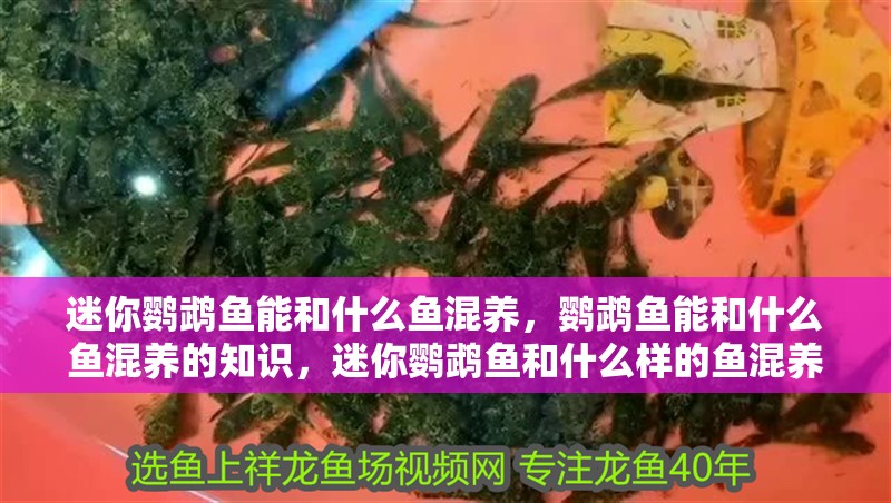 迷你鸚鵡魚能和什么魚混養，鸚鵡魚能和什么魚混養的知識，迷你鸚鵡魚和什么樣的魚混養