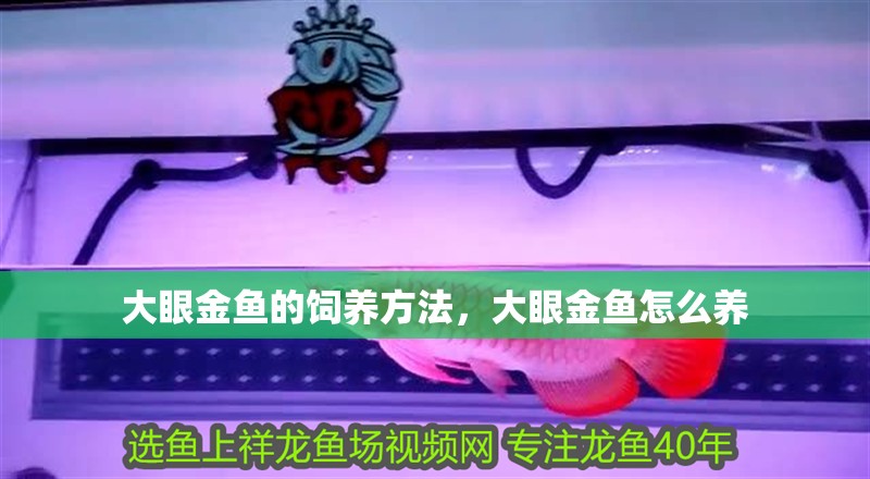 大眼金魚的飼養方法，大眼金魚怎么養