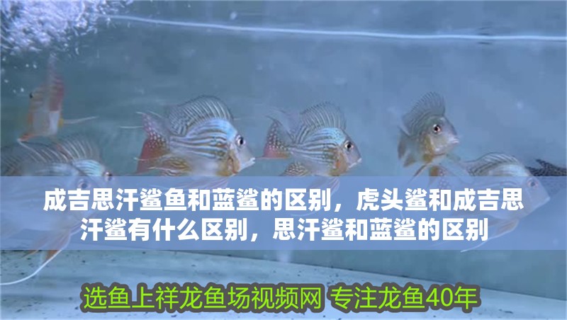 成吉思汗鯊魚和藍鯊的區別，虎頭鯊和成吉思汗鯊有什么區別，思汗鯊和藍鯊的區別