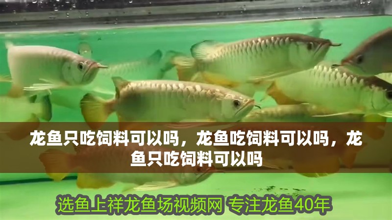 龍魚只吃飼料可以嗎，龍魚吃飼料可以嗎，龍魚只吃飼料可以嗎