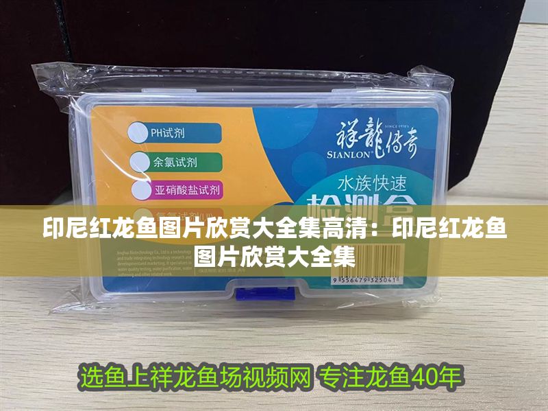 印尼紅龍魚圖片欣賞大全集高清：印尼紅龍魚圖片欣賞大全集