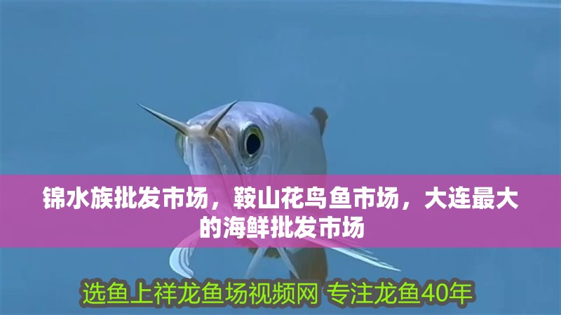 錦水族批發市場，鞍山花鳥魚市場，大連最大的海鮮批發市場