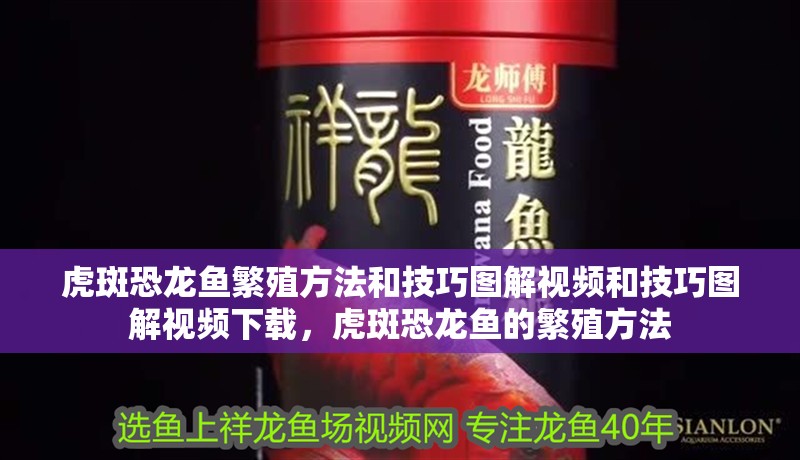 虎斑恐龍魚繁殖方法和技巧圖解視頻和技巧圖解視頻下載，虎斑恐龍魚的繁殖方法