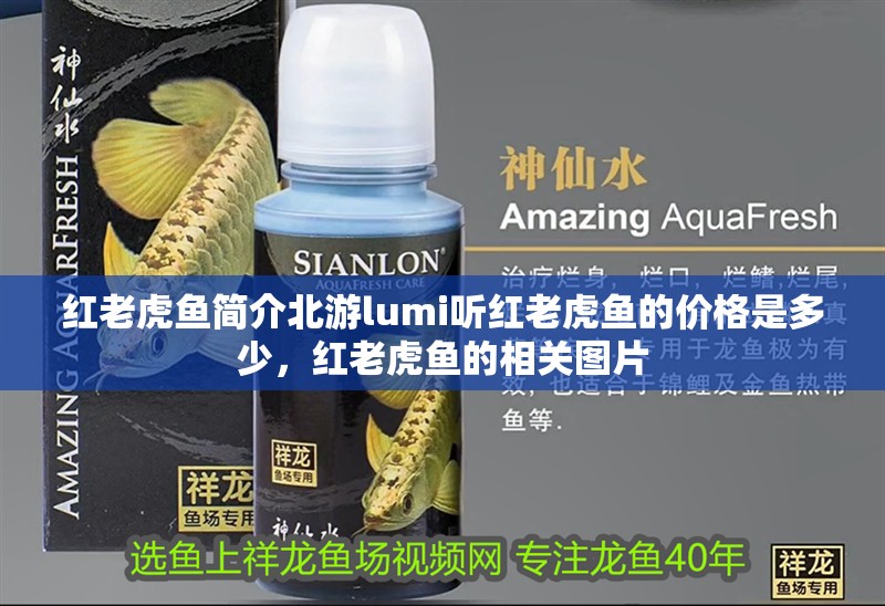 紅老虎魚簡介北游lumi聽紅老虎魚的價格是多少，紅老虎魚的相關圖片