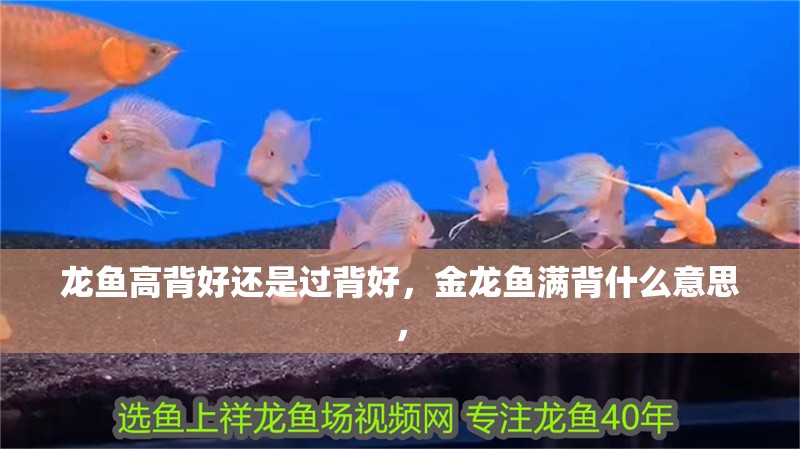 龍魚高背好還是過背好，金龍魚滿背什么意思，