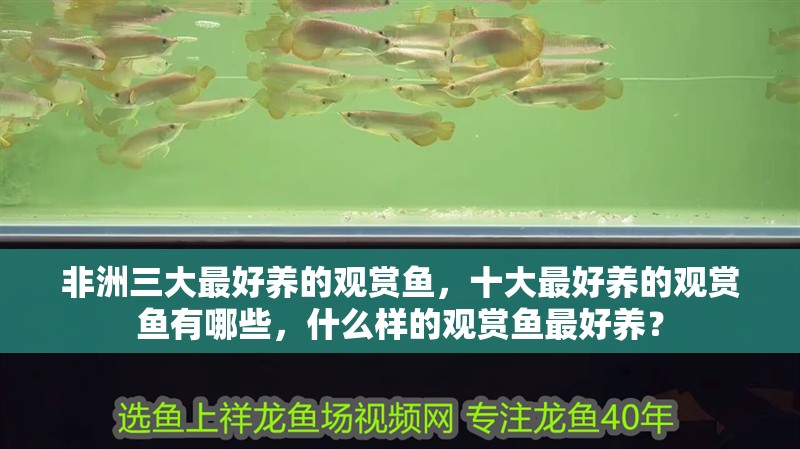 非洲三大最好養(yǎng)的觀賞魚，十大最好養(yǎng)的觀賞魚有哪些，什么樣的觀賞魚最好養(yǎng)？