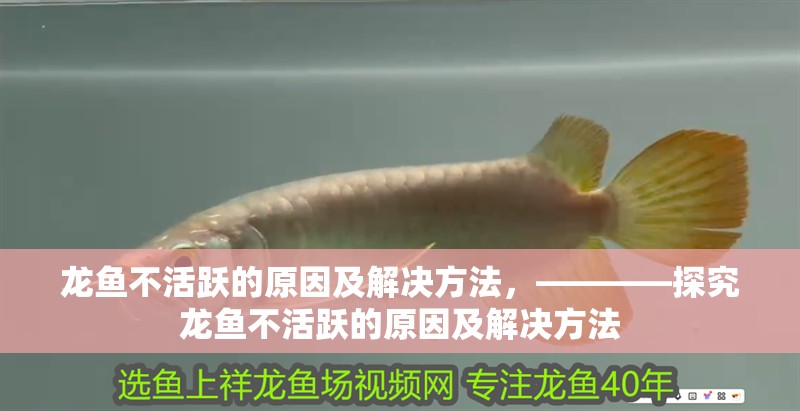 龍魚不活躍的原因及解決方法，————探究龍魚不活躍的原因及解決方法