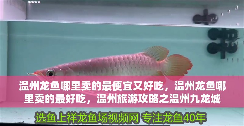 溫州龍魚哪里賣的最便宜又好吃，溫州龍魚哪里賣的最好吃，溫州旅游攻略之溫州九龍城