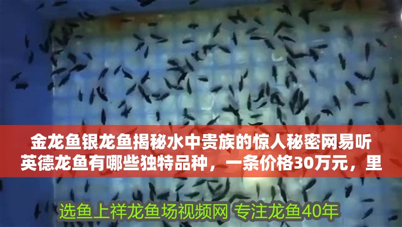 金龍魚銀龍魚揭秘水中貴族的驚人秘密網易聽英德龍魚有哪些獨特品種，一條價格30萬元，里水龍魚“游向”中國高端市場