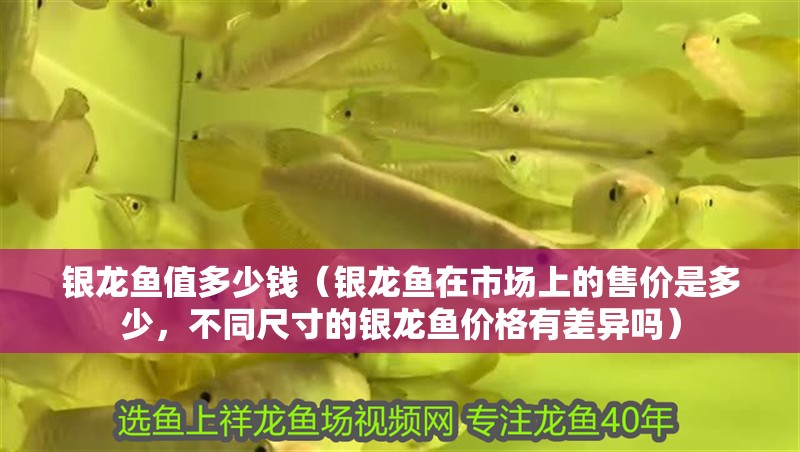 銀龍魚值多少錢（銀龍魚在市場上的售價是多少，不同尺寸的銀龍魚價格有差異嗎）
