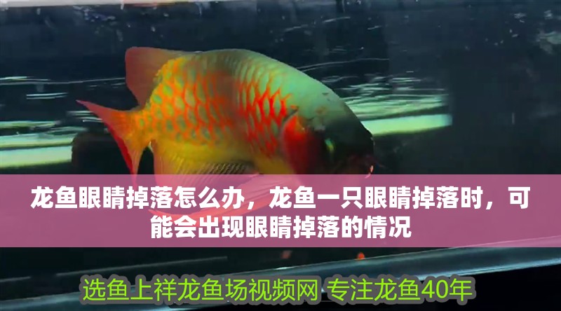 龍魚眼睛掉落怎么辦,龍魚一只眼睛掉落時,可能會出現眼睛掉落的情況 觀賞魚百科 第4張 龍魚眼睛掉落怎么辦,龍魚一只眼睛掉落時,可能會出現眼睛掉落的情況 龍魚眼睛掉落怎么辦,龍魚一只眼睛掉落時,可能會出現眼睛掉落的情況 觀賞魚百科 第4張
