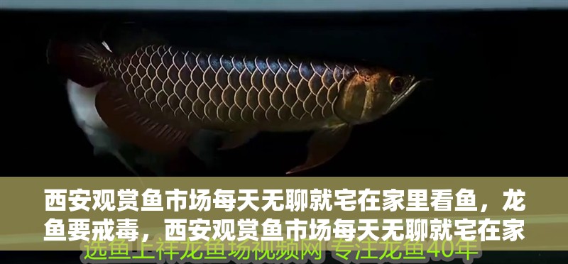 西安觀賞魚市場每天無聊就宅在家里看魚，龍魚要戒毒，西安觀賞魚市場每天無聊就宅在家里看魚,每天無聊就宅在家里看魚