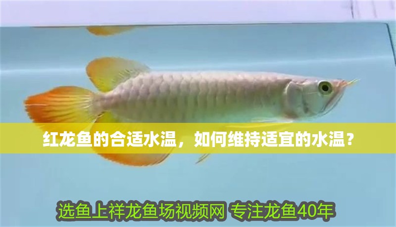 紅龍魚的合適水溫，如何維持適宜的水溫？