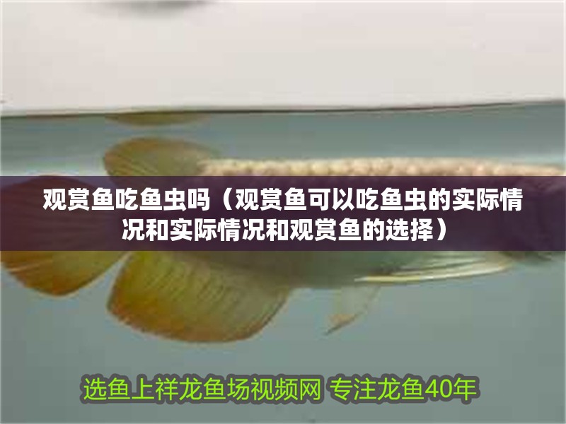 觀賞魚吃魚蟲嗎（觀賞魚可以吃魚蟲的實際情況和實際情況和觀賞魚的選擇）