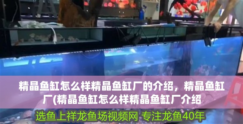 精晶魚缸怎么樣精晶魚缸廠的介紹，精晶魚缸廠(精晶魚缸怎么樣精晶魚缸廠介紹 精晶魚缸怎么樣精晶魚缸廠的介紹，精晶魚缸廠(精晶魚缸怎么樣精晶魚缸廠介紹 觀賞魚百科 第2張