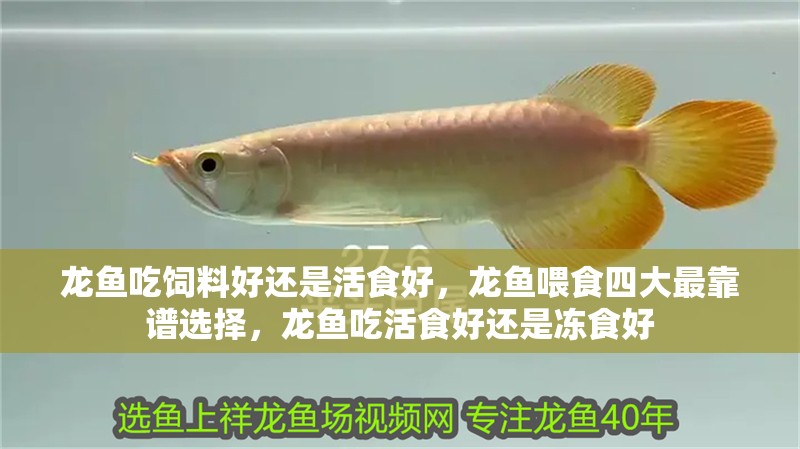 龍魚吃飼料好還是活食好，龍魚喂食四大最靠譜選擇，龍魚吃活食好還是凍食好