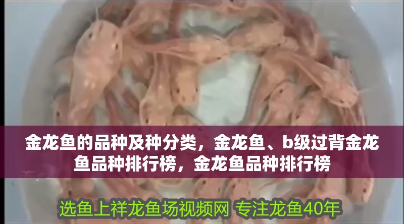 金龍魚的品種及種分類，金龍魚、b級(jí)過(guò)背金龍魚品種排行榜，金龍魚品種排行榜
