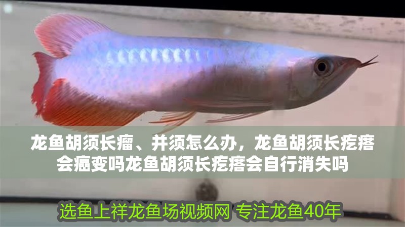 龍魚胡須長瘤、并須怎么辦，龍魚胡須長疙瘩會癌變嗎龍魚胡須長疙瘩會自行消失嗎