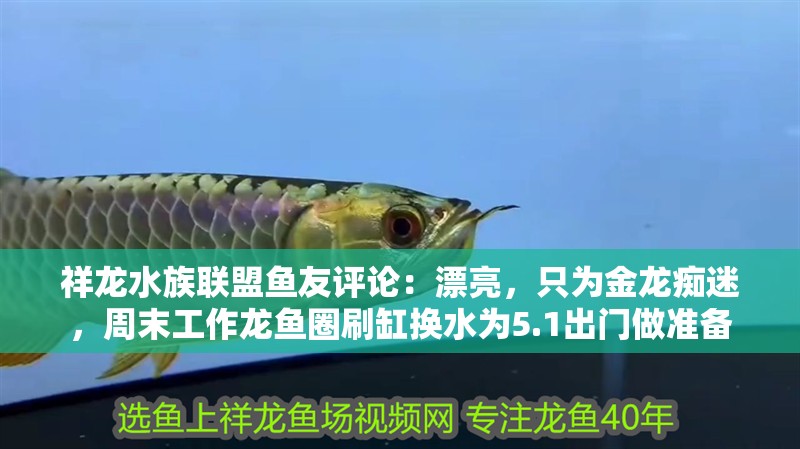 祥龍水族聯(lián)盟魚(yú)友評(píng)論：漂亮，只為金龍癡迷，周末工作龍魚(yú)圈刷缸換水為5.1出門(mén)做準(zhǔn)備