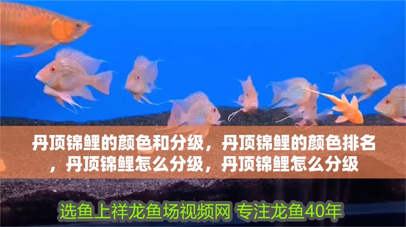 丹頂錦鯉的顏色和分級，丹頂錦鯉的顏色排名，丹頂錦鯉怎么分級，丹頂錦鯉怎么分級 丹頂錦鯉的顏色和分級，丹頂錦鯉的顏色排名，丹頂錦鯉怎么分級，丹頂錦鯉怎么分級 觀賞魚百科