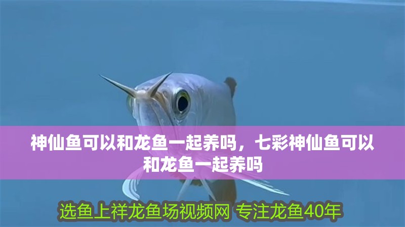 神仙魚可以和龍魚一起養(yǎng)嗎，七彩神仙魚可以和龍魚一起養(yǎng)嗎 神仙魚可以和龍魚一起養(yǎng)嗎，七彩神仙魚可以和龍魚一起養(yǎng)嗎 觀賞魚百科 第2張
