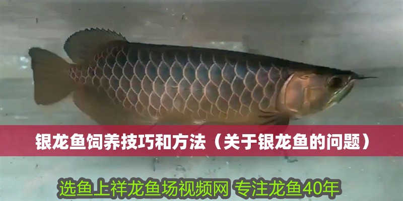 銀龍魚飼養(yǎng)技巧和方法（關(guān)于銀龍魚的問題）