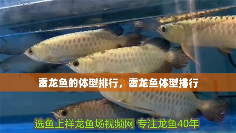 雷龍魚的體型排行，雷龍魚體型排行