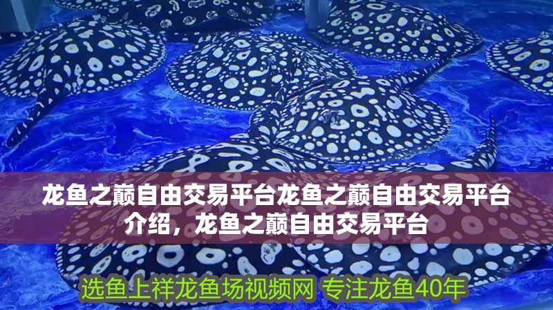 龍魚之巔自由交易平臺龍魚之巔自由交易平臺介紹，龍魚之巔自由交易平臺