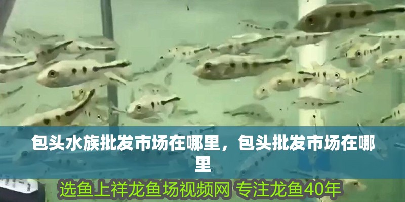 包頭水族批發(fā)市場在哪里，包頭批發(fā)市場在哪里 包頭水族批發(fā)市場在哪里，包頭批發(fā)市場在哪里 觀賞魚百科 第4張