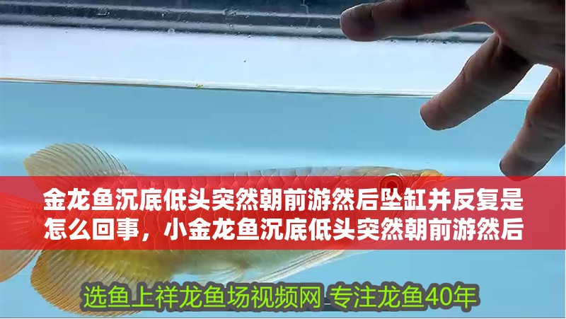 金龍魚沉底低頭突然朝前游然后墜缸并反復是怎么回事，小金龍魚沉底低頭突然朝前游然后墜缸并反復是怎么回事