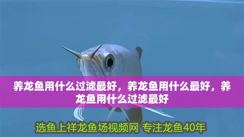 養龍魚用什么過濾最好，養龍魚用什么最好，養龍魚用什么過濾最好 養龍魚用什么過濾最好，養龍魚用什么最好，養龍魚用什么過濾最好 觀賞魚百科 第1張