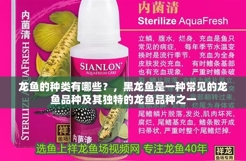 龍魚的種類有哪些？，黑龍魚是一種常見的龍魚品種及其獨特的龍魚品種之一