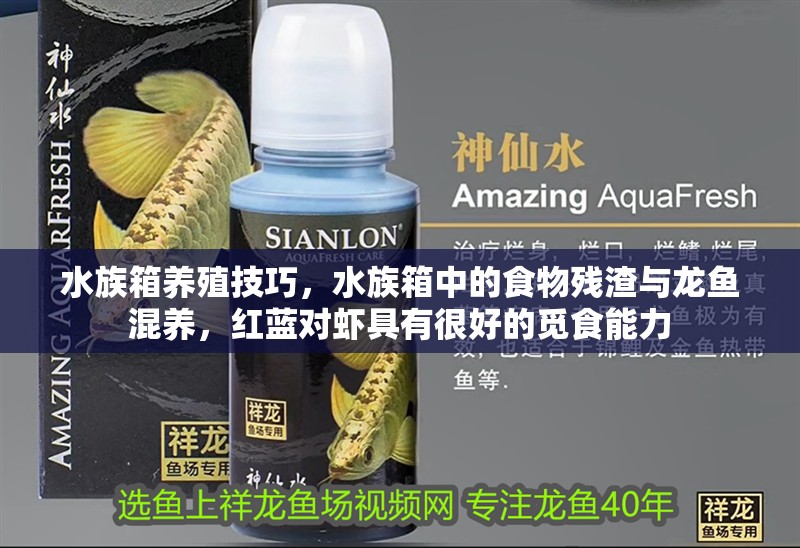 水族箱養殖技巧，水族箱中的食物殘渣與龍魚混養，紅藍對蝦具有很好的覓食能力