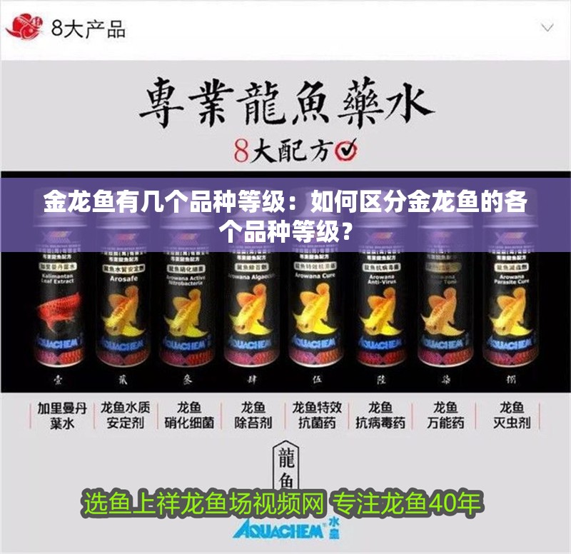 金龍魚有幾個品種等級：如何區分金龍魚的各個品種等級？